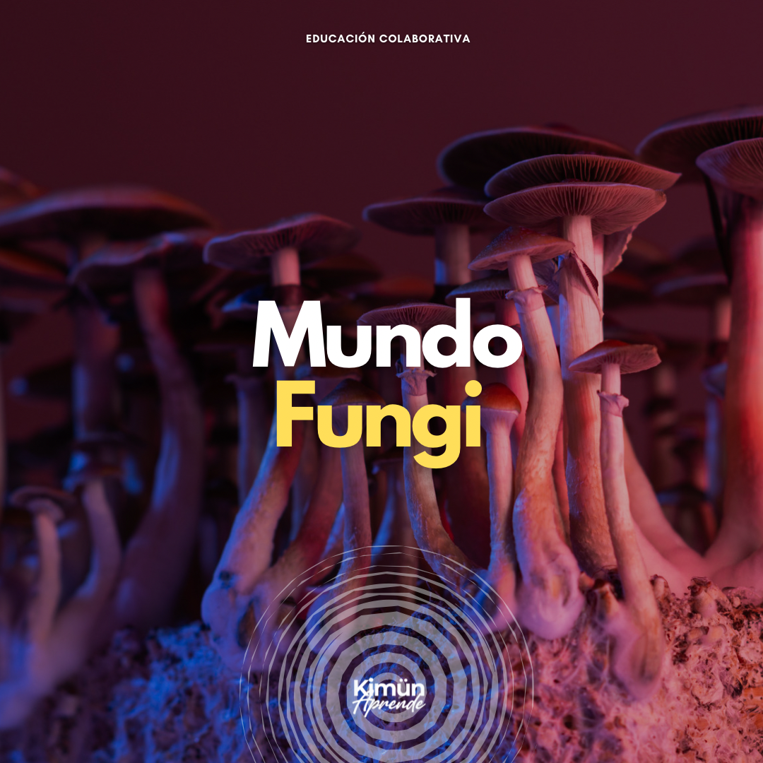 MUNDO FUNGI