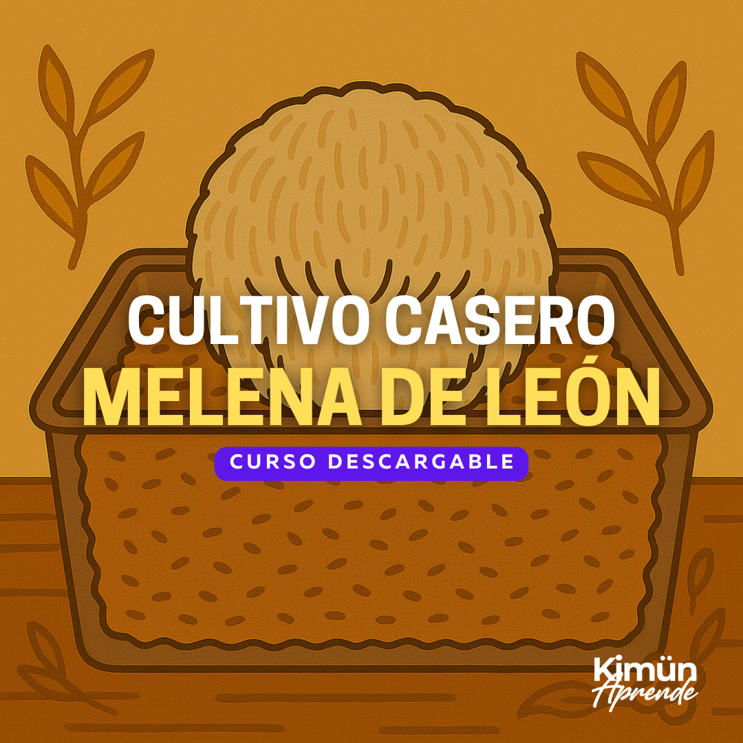 CULTIVO CASERO DE MELENA DE LEÓN – Hericium erinaceus